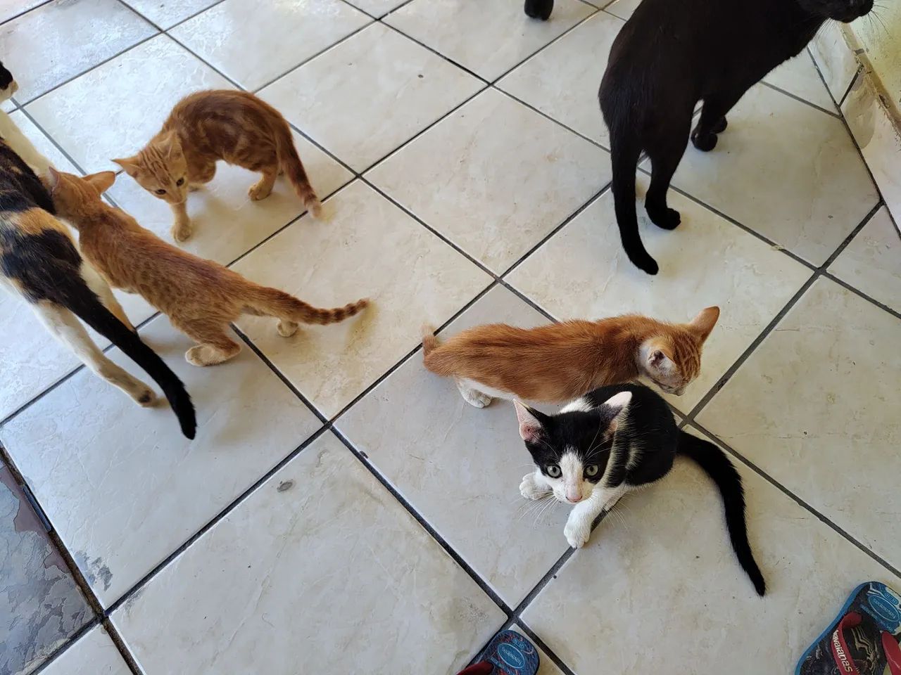 Doa-se esses lindos gatinhos. Estão todos saudáveis. Já comem Ração !!!  - Foto 4