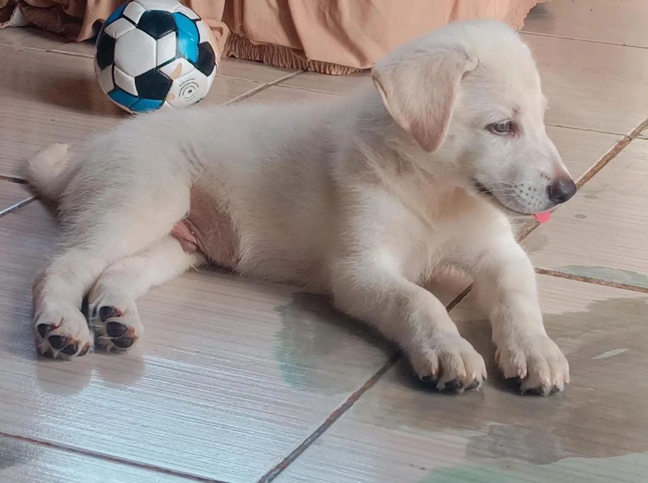 vende-se pastor suíço branco  - Foto 2