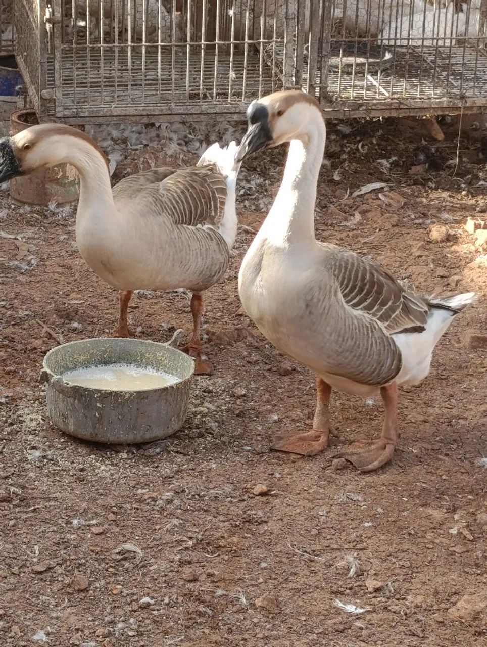 Vendo ganso macho. - Foto 4
