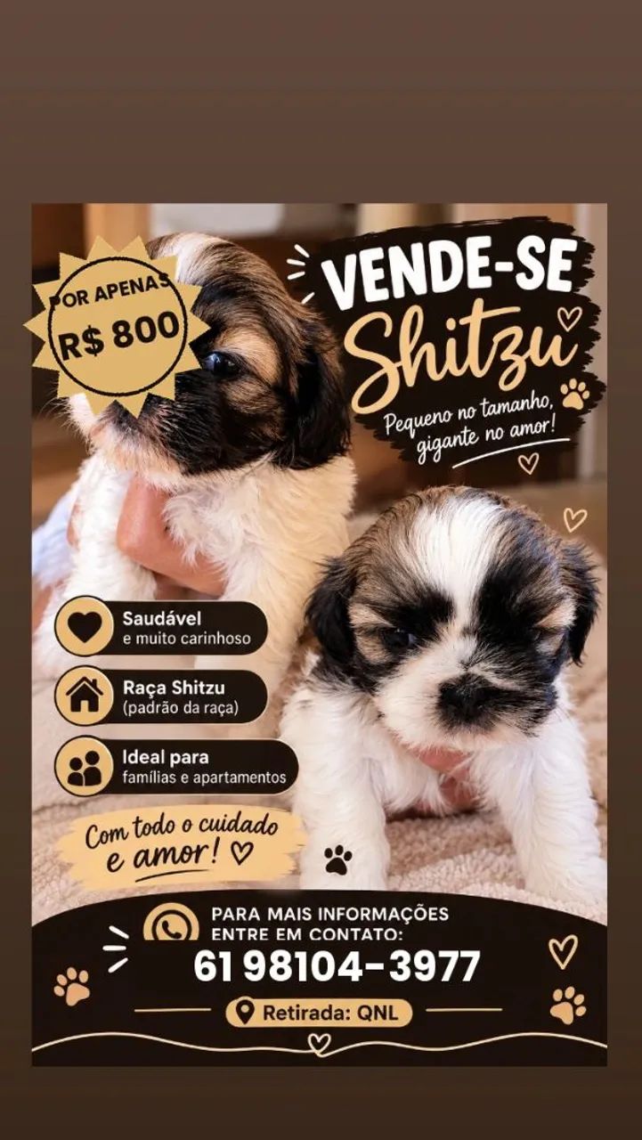 Shitzu 