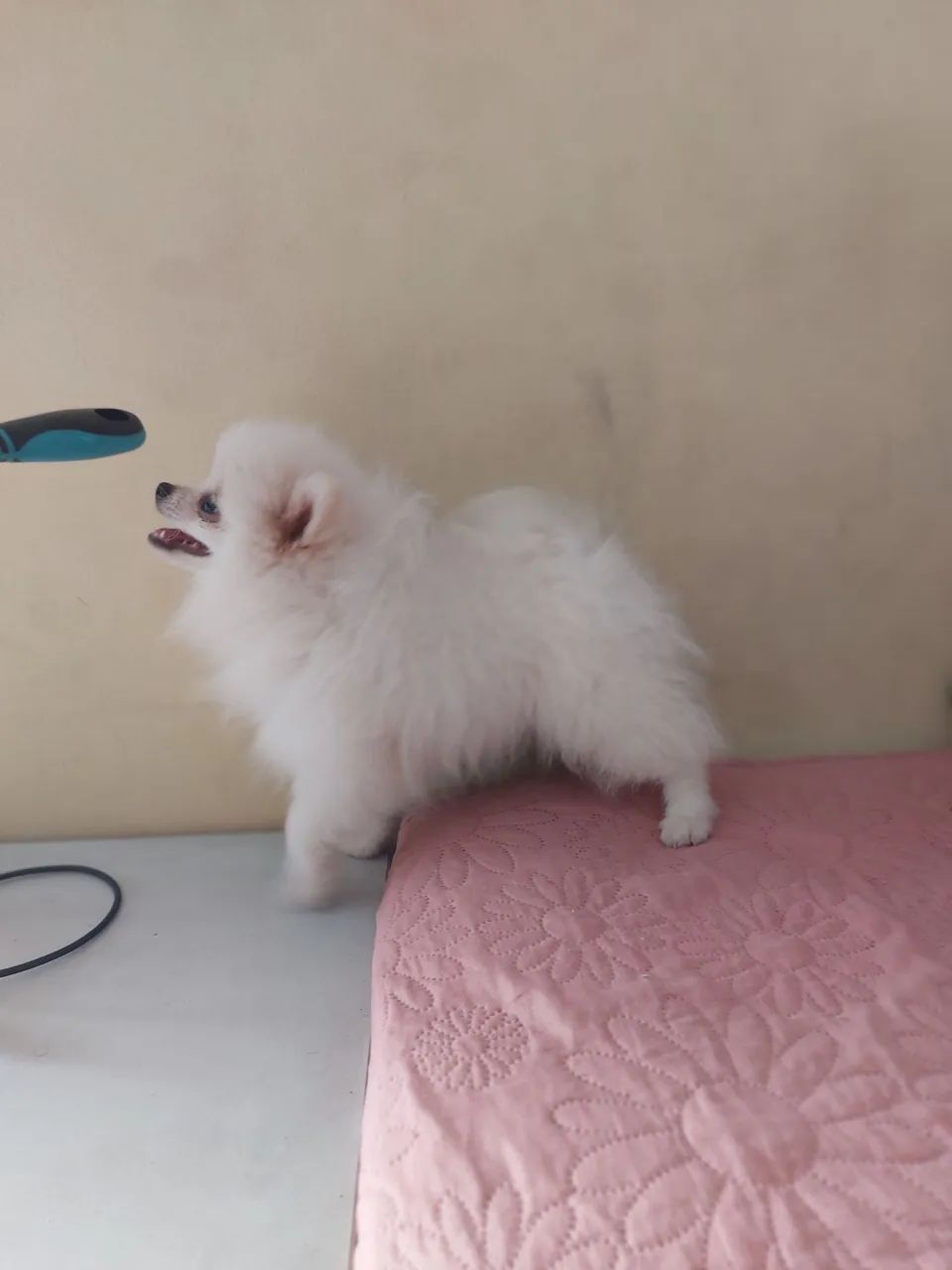 LuLu da pomerania  - Foto 2