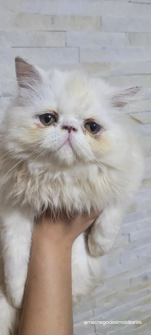 Gato persa65685579400706124