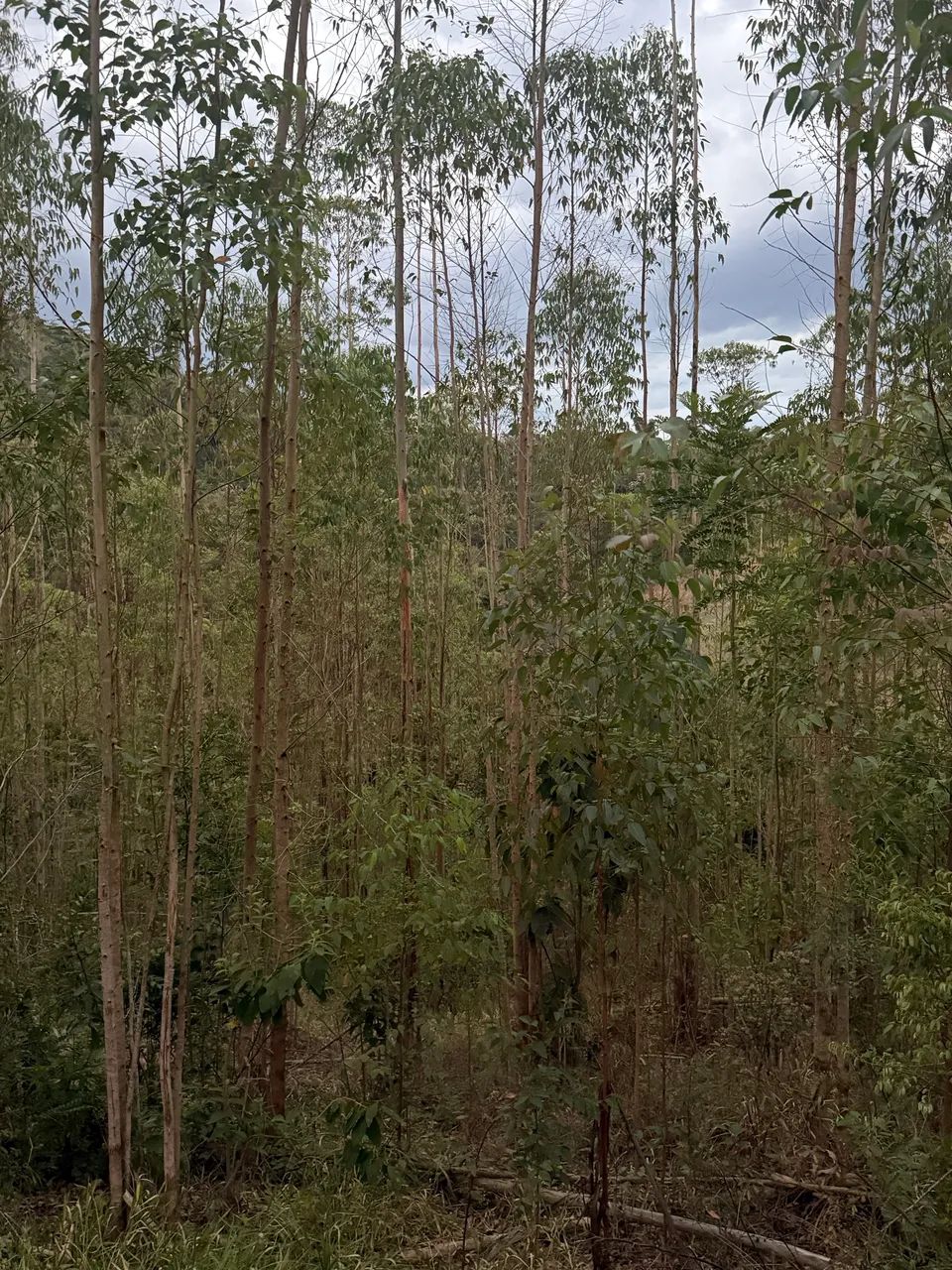 Vende se eucalipto - Foto 2