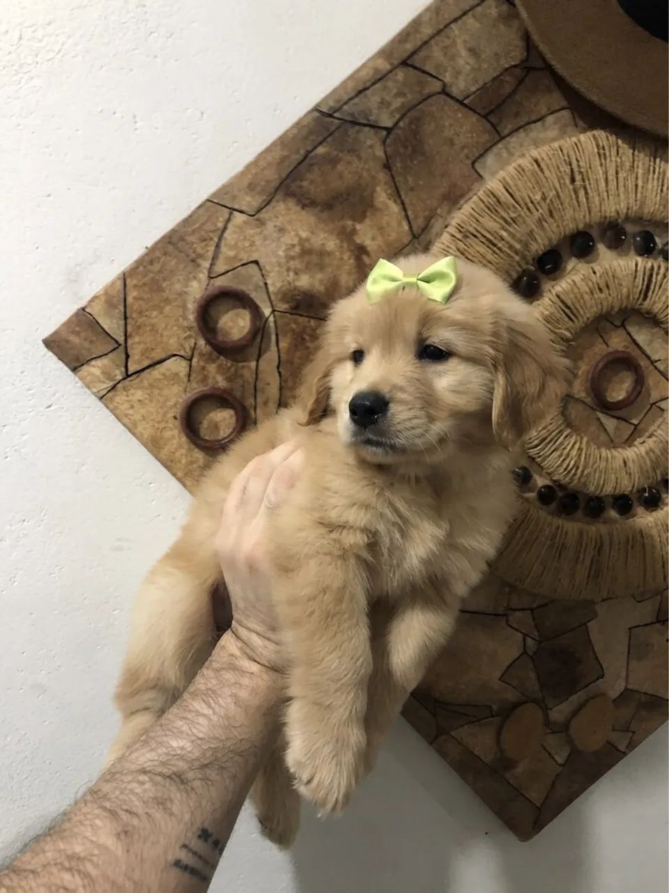 golden retriever - Foto 2
