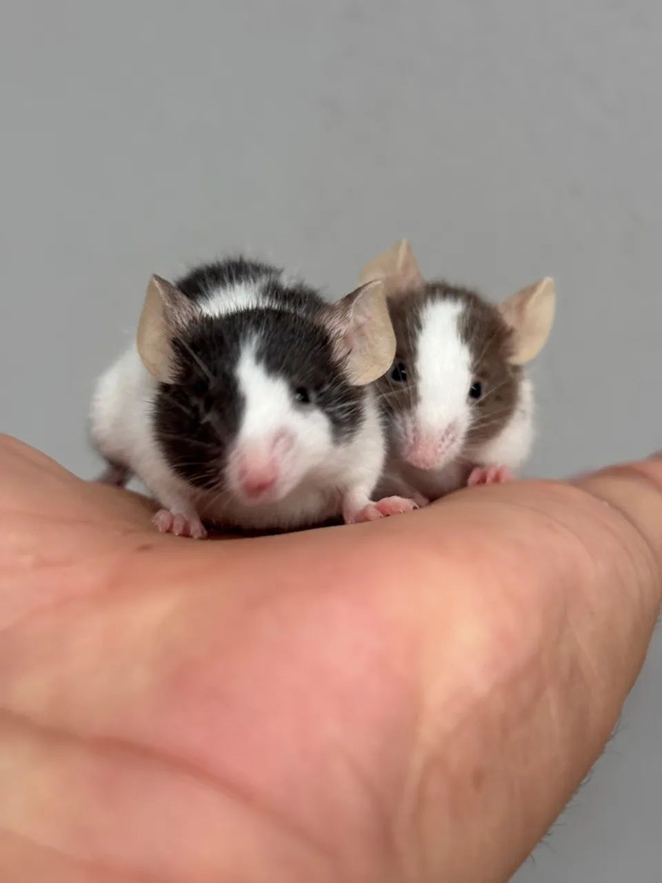 Ratinho de estimação, lindos pets  - Foto 6