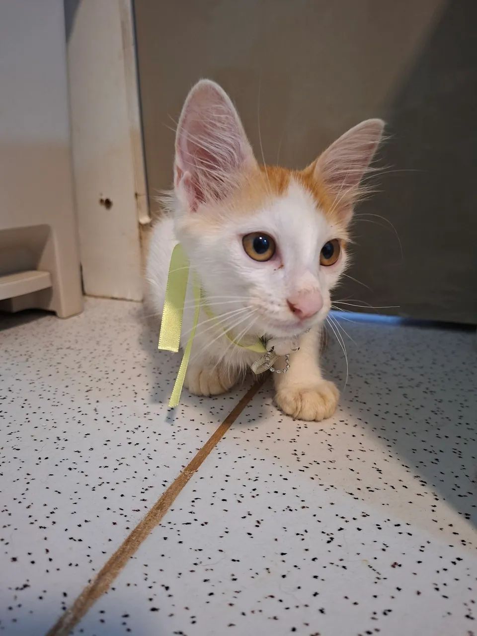 Adote o Gabriel - Foto 4