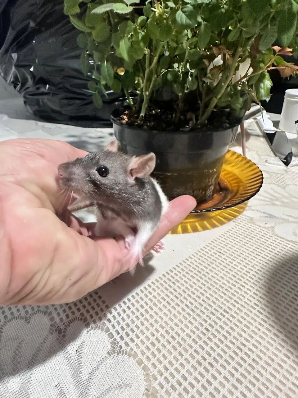 Duas Ratinhas Twister - Foto 3