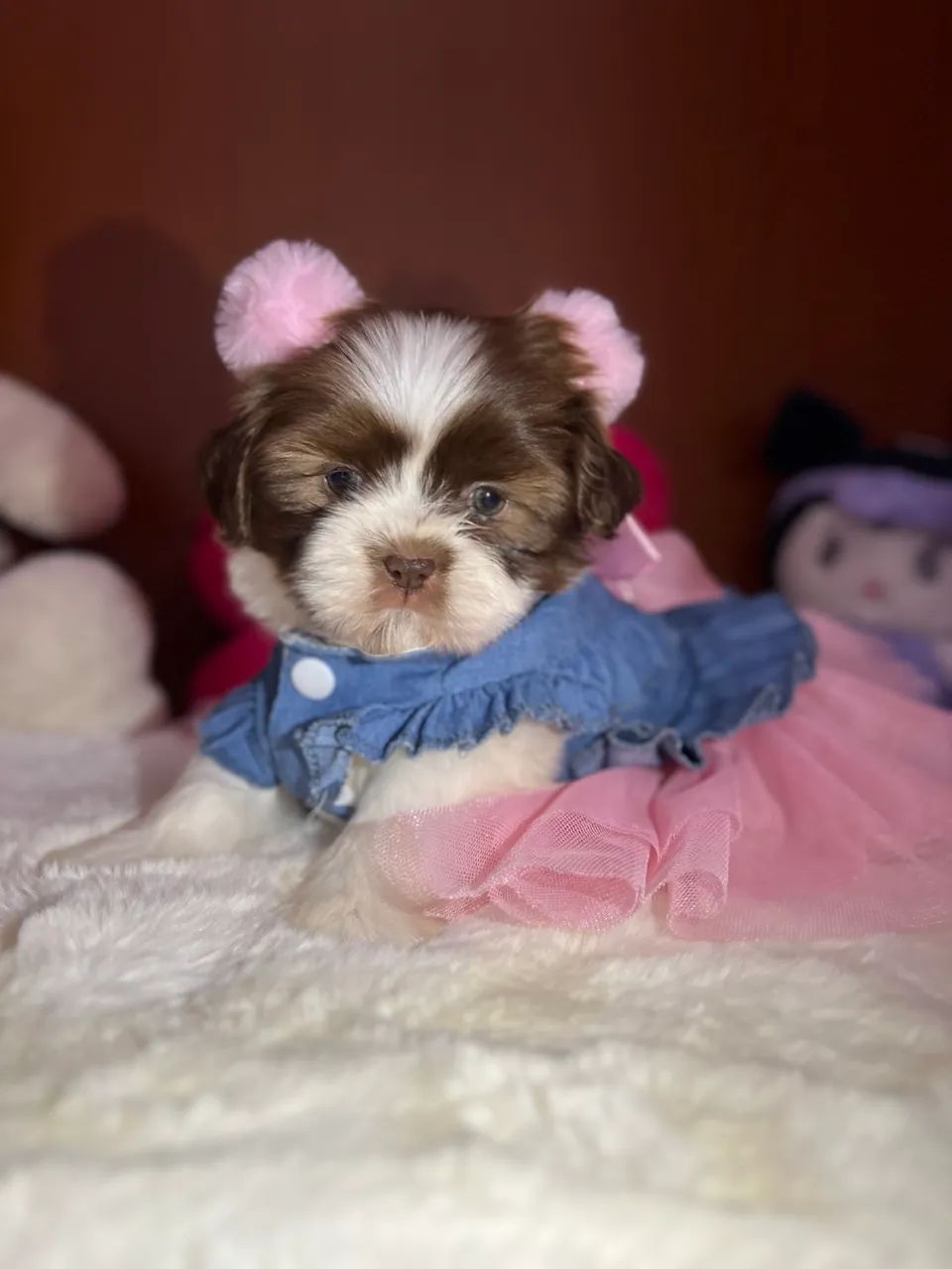 Filhotes shihtzu  - Foto 2