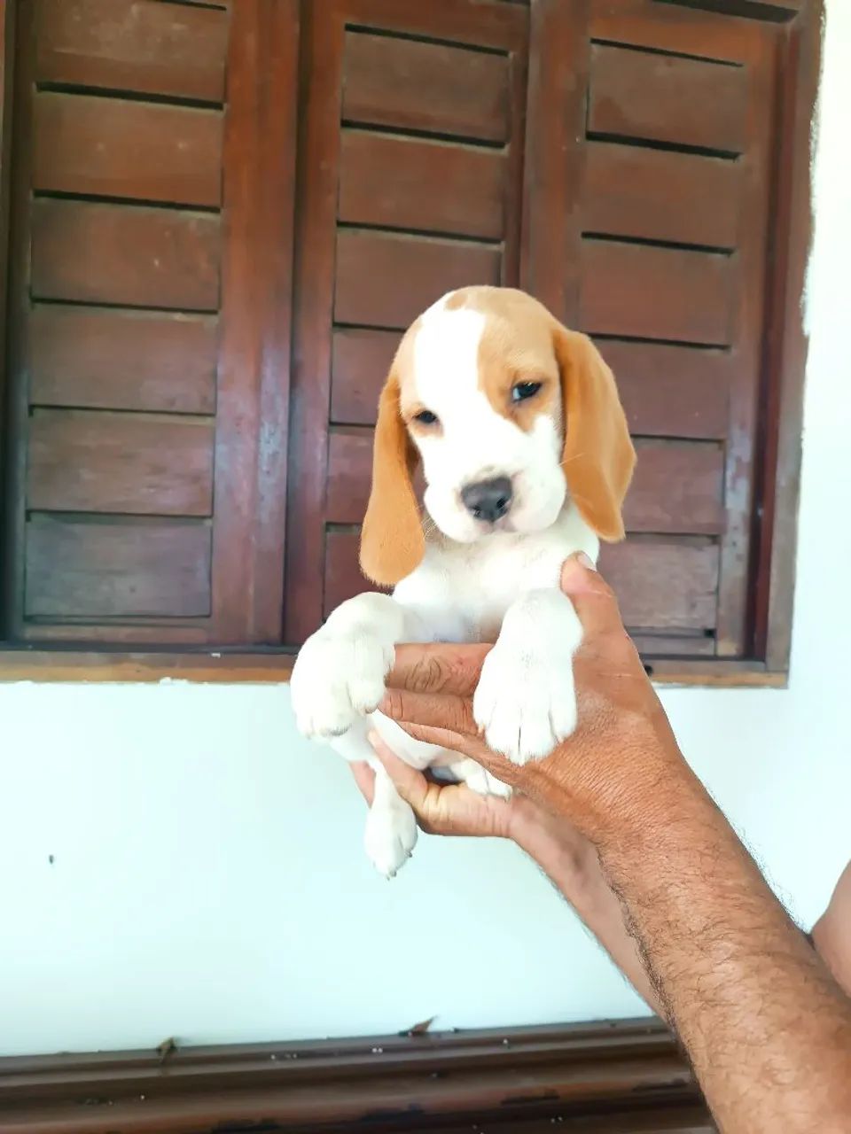 Filhotes de Beagles  - Foto 3