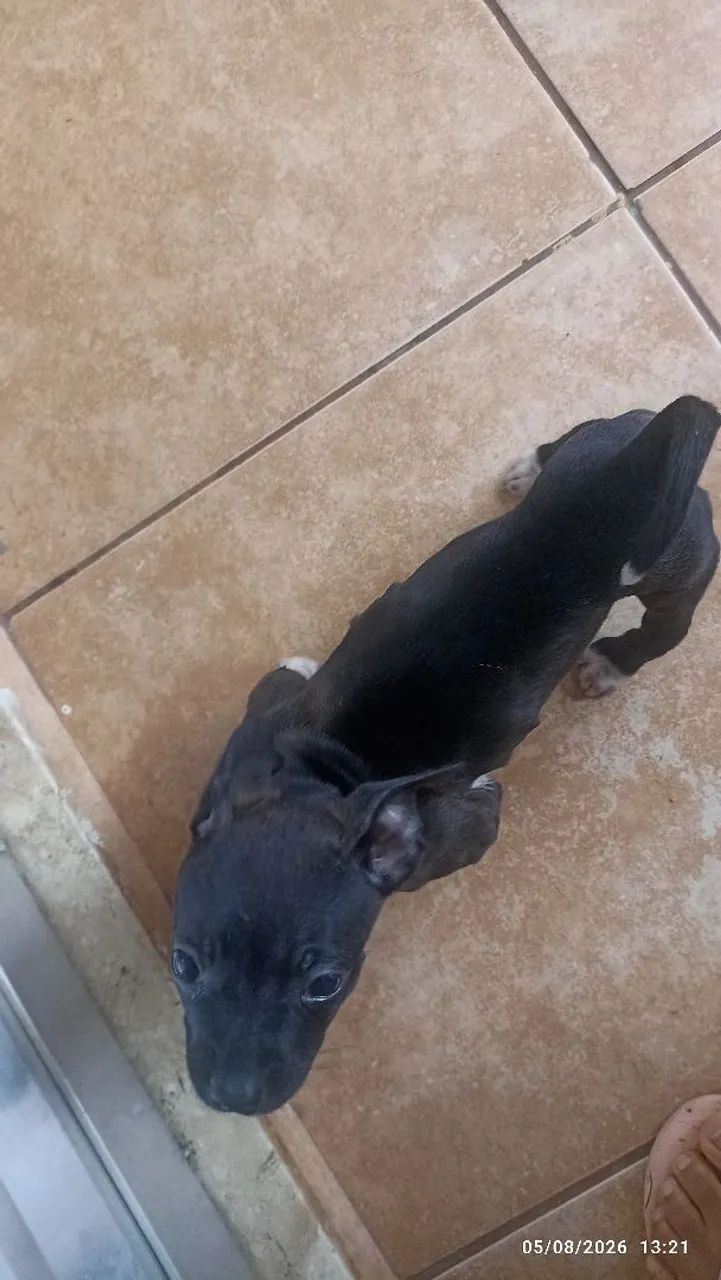 Cachorrinha para adoção  - Foto 5