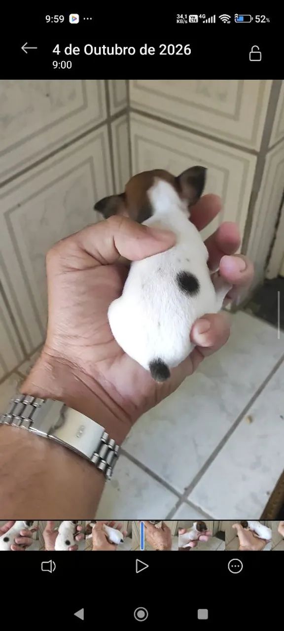 Pinscher micro  - Foto 3