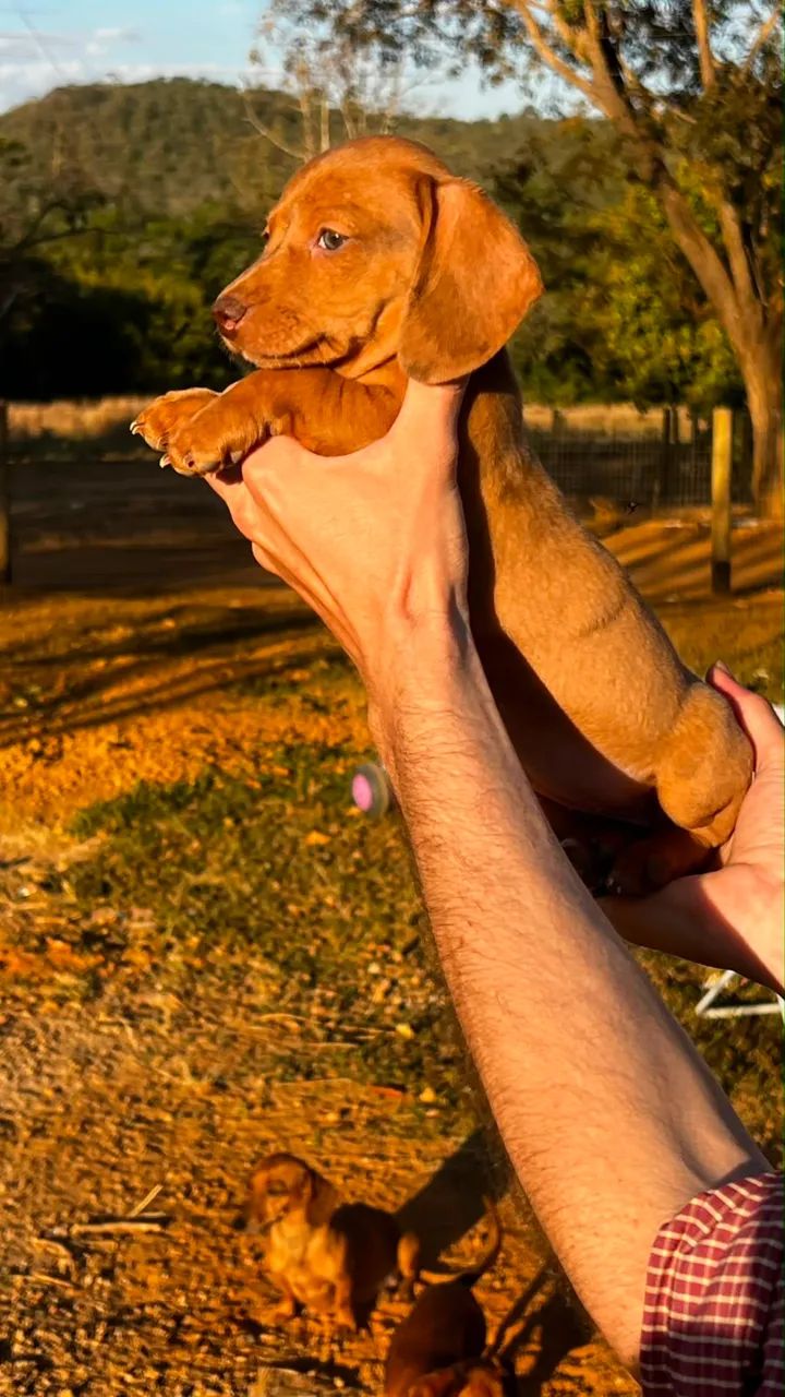 Cachorro(a) Dachshund - Foto 2