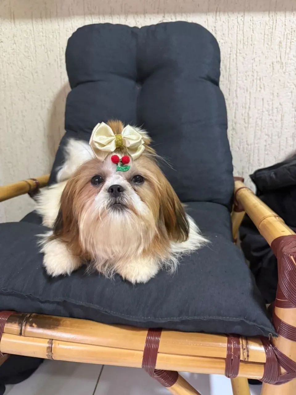 Shih-tzu ?. - Foto 2