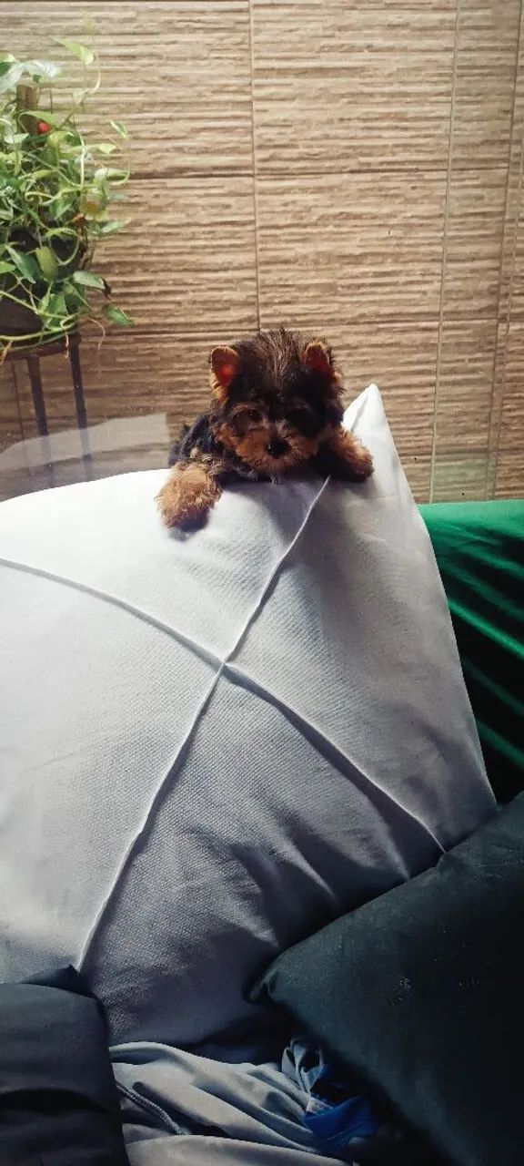 Yorkshire micro  - Foto 2