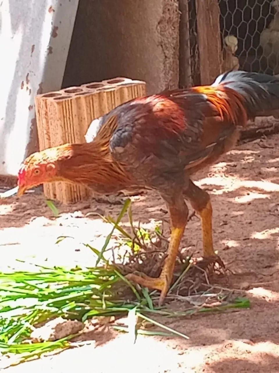 Galinhas caipiras frango caipiras vivos e abatidos  - Foto 3