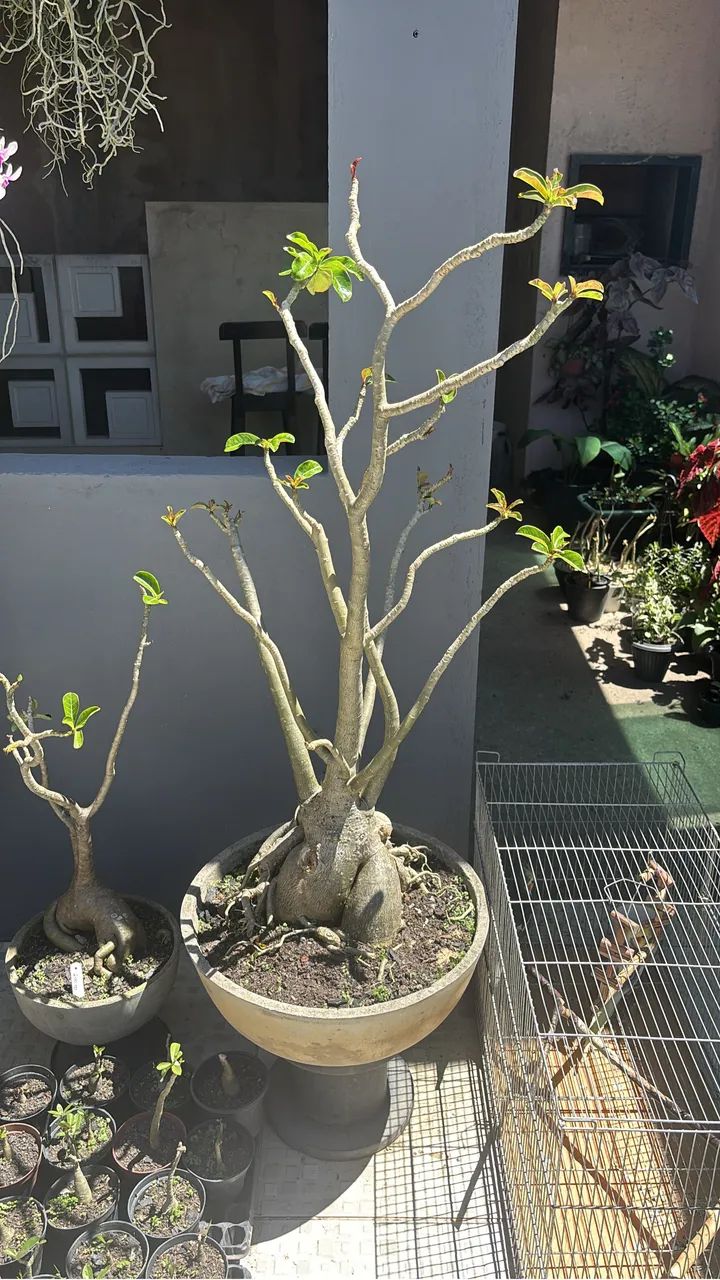 Rosa do Deserto