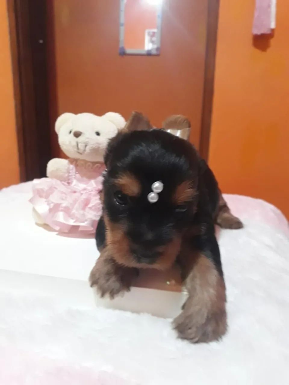 Yorkshire terrier  - Foto 3