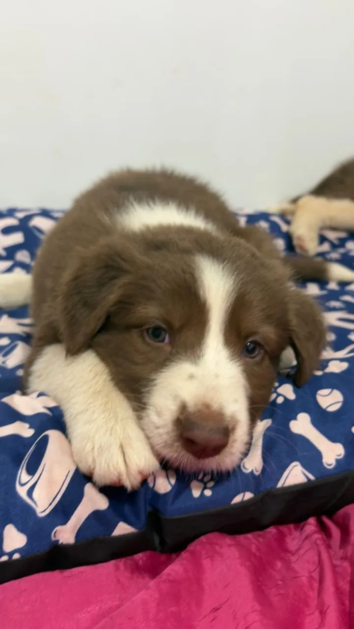 Border collie  - Foto 3