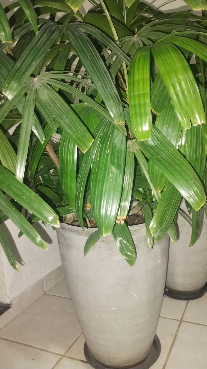 Planta Rafis - Foto 3