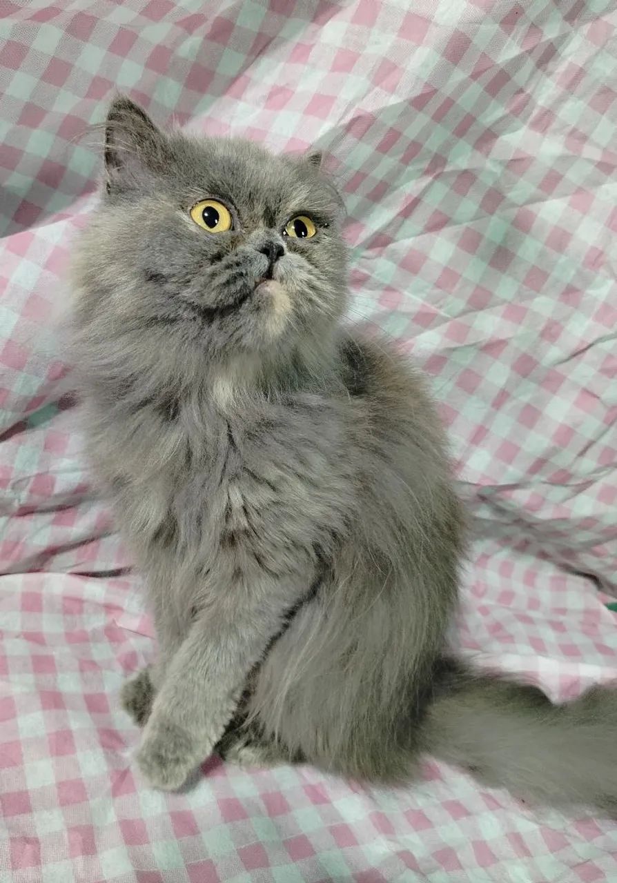 Gata persa