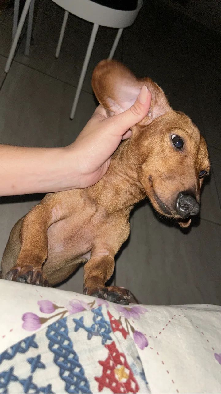 Doação  - Foto 2