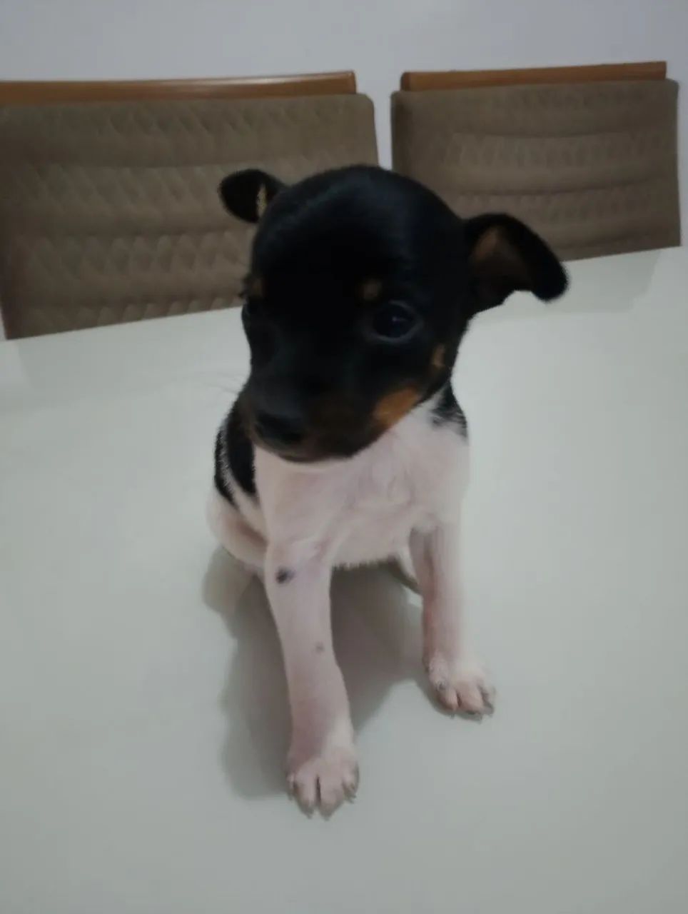 PINCHER N'01 - Foto 4