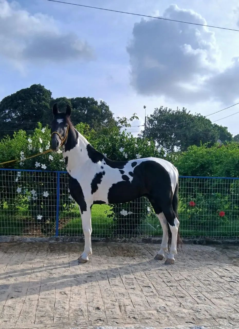 Garanhão Pampa de Preto  - Foto 2