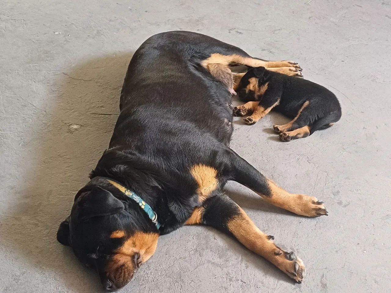 Filhote de Rottweiler  - Foto 2