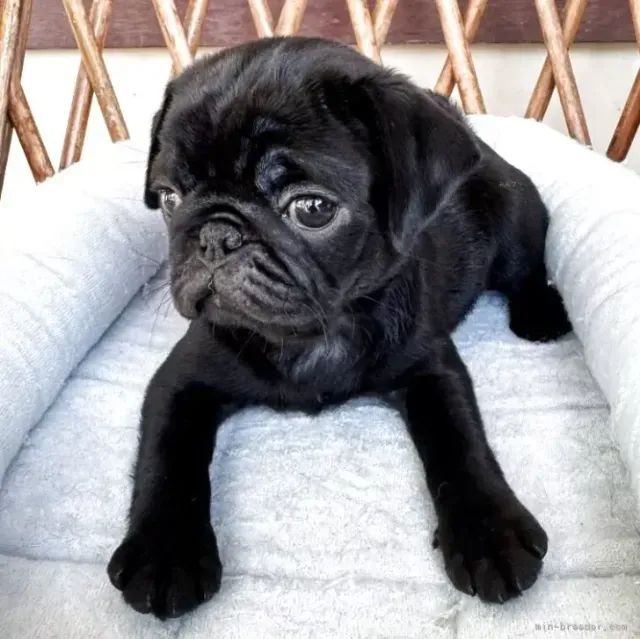 Cãozinho pug dócil e saudável pronto para entrega em SP