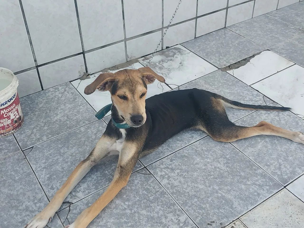 Cachorro p/ adoção  - Foto 2