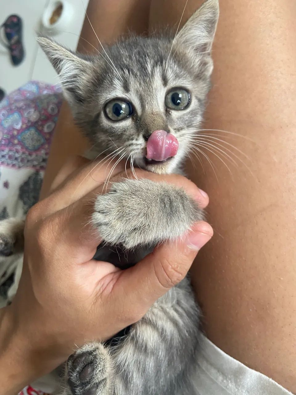 Gatinha