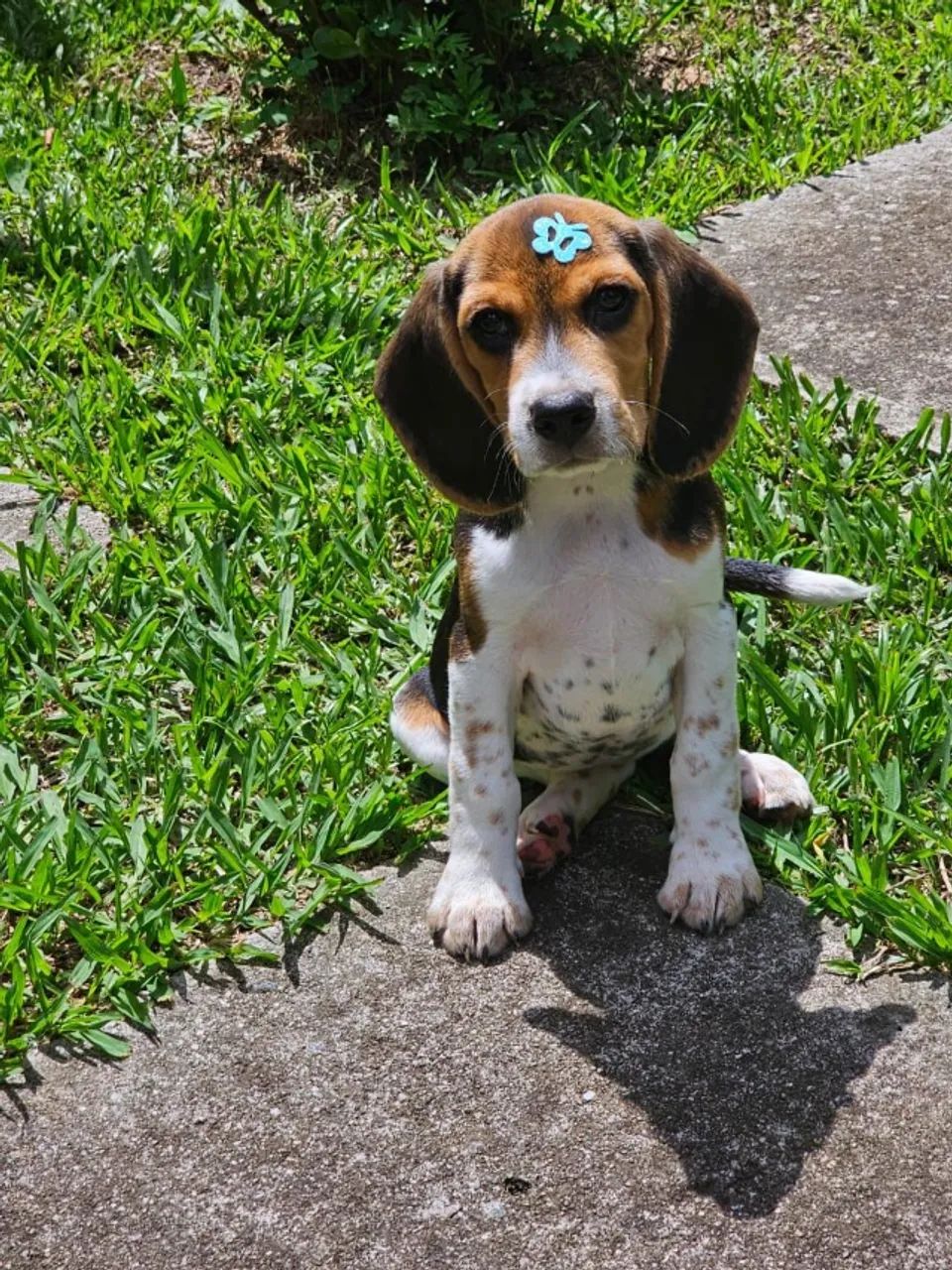Beagle | Linda Fêmea