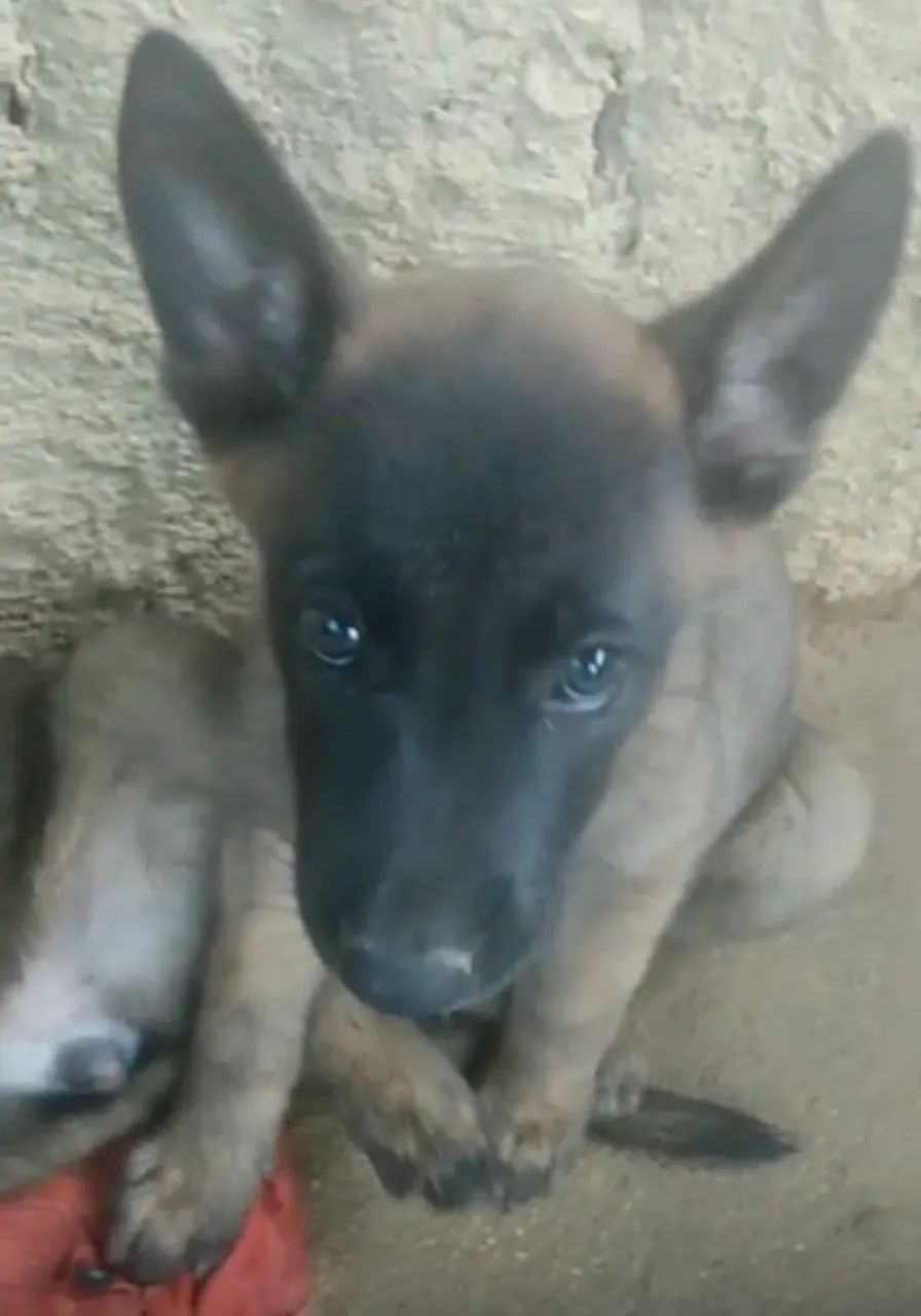 Cães Pastor e Belga 