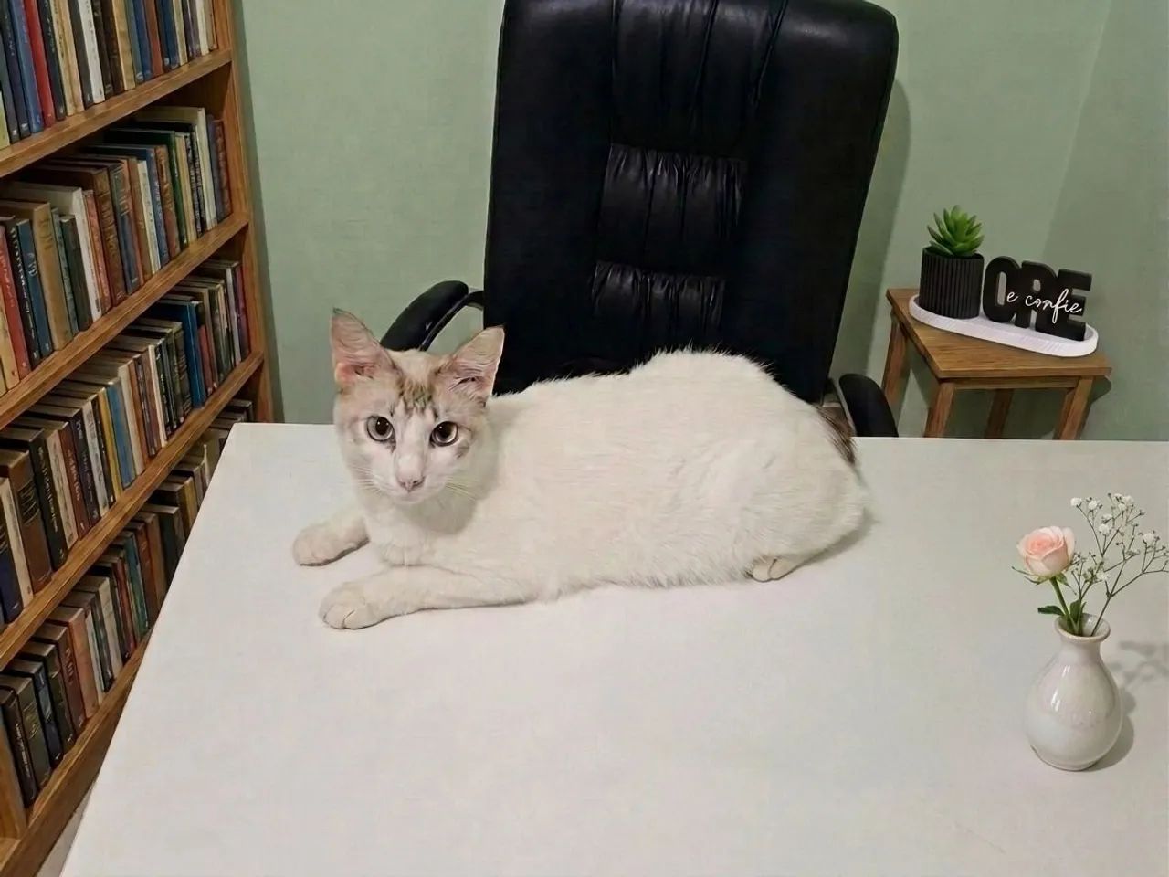 Gatinha Bibi para Adoação!  - Foto 2
