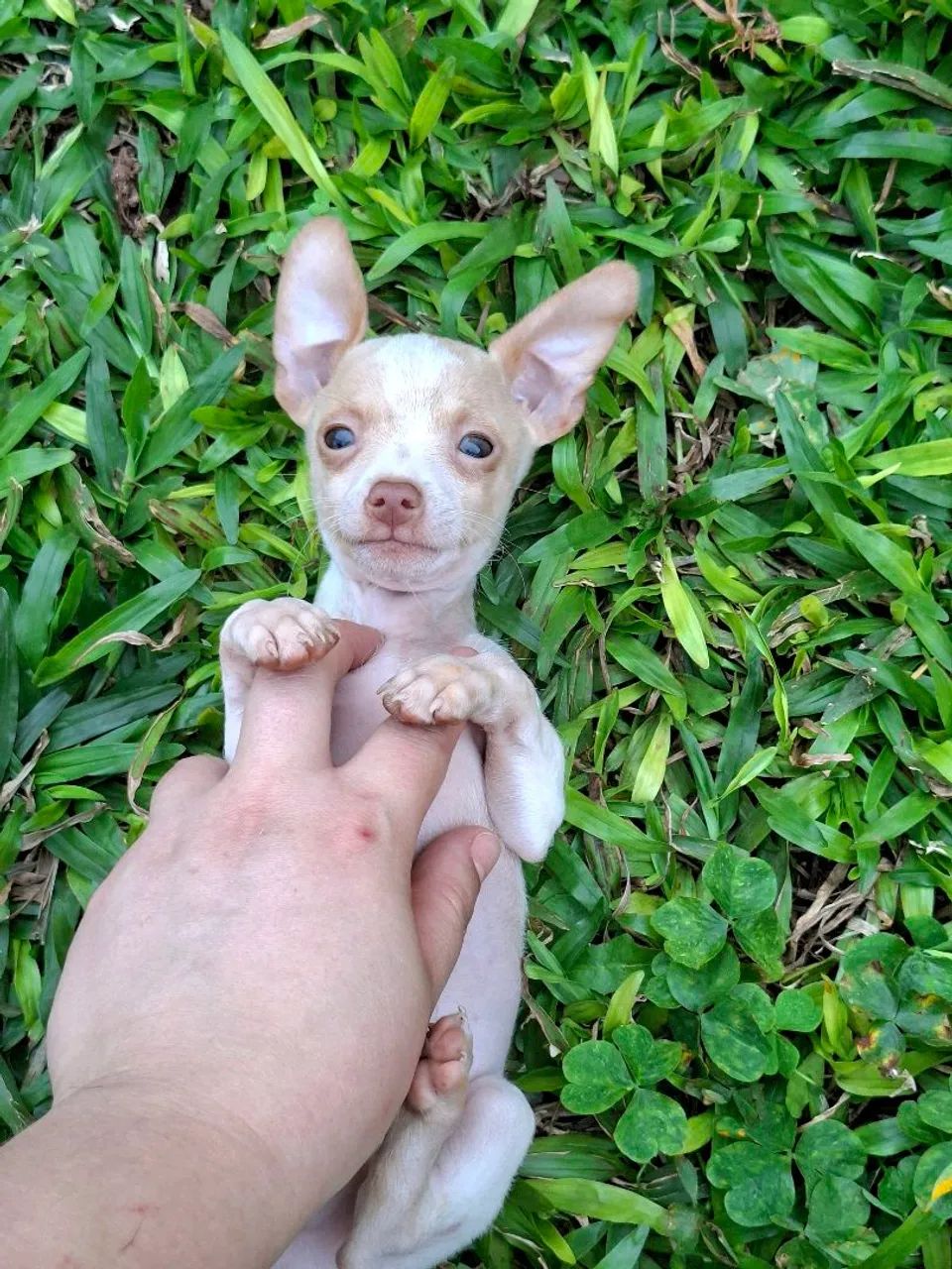 Machinhos Pinscher - Foto 4