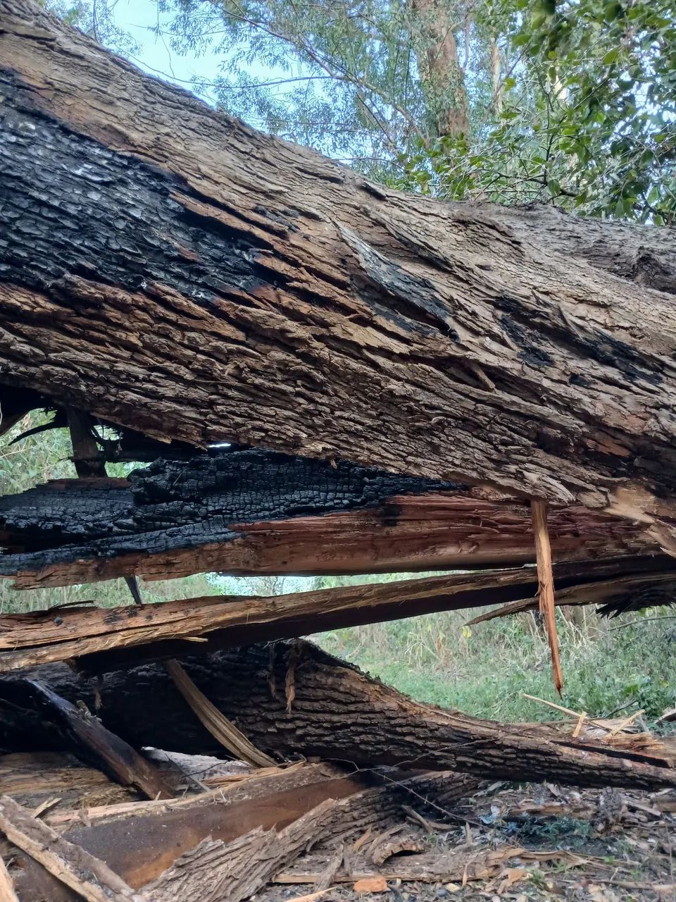 Corte e poda de árvores limpeza de terreno - Foto 3