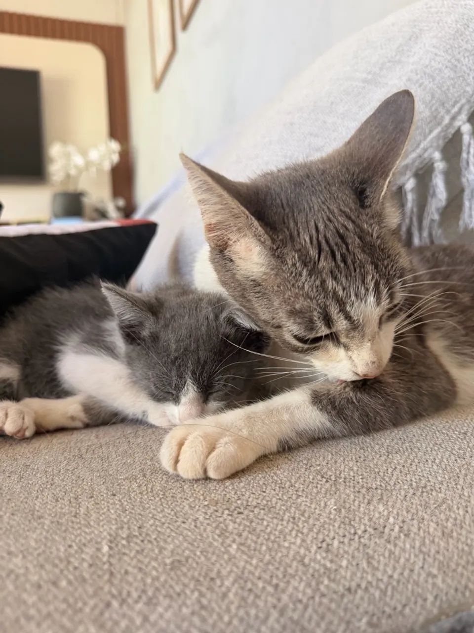 Adote uma gatinha  - Foto 3