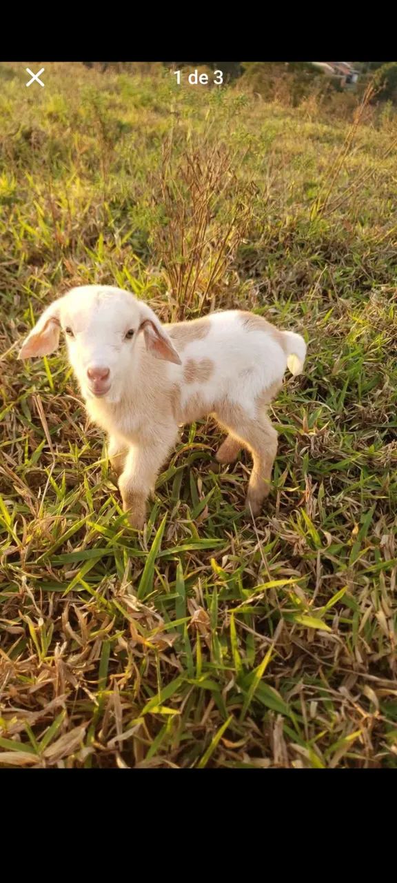 Cabras - Foto 2