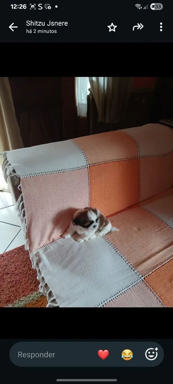 Vendo filhote de shitzu