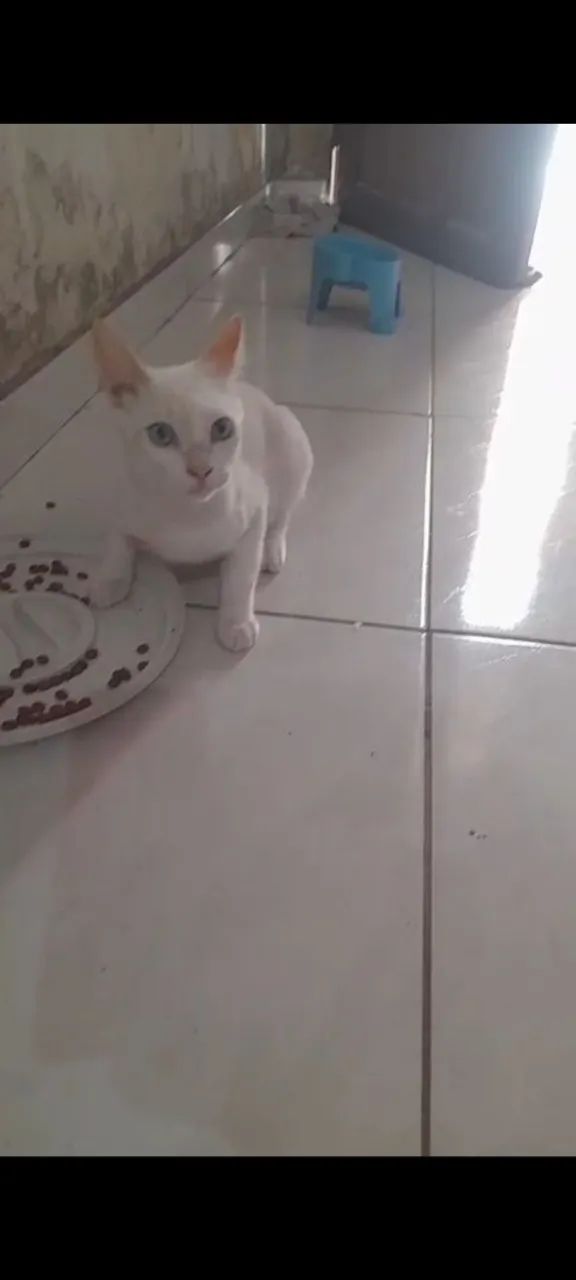 Gato