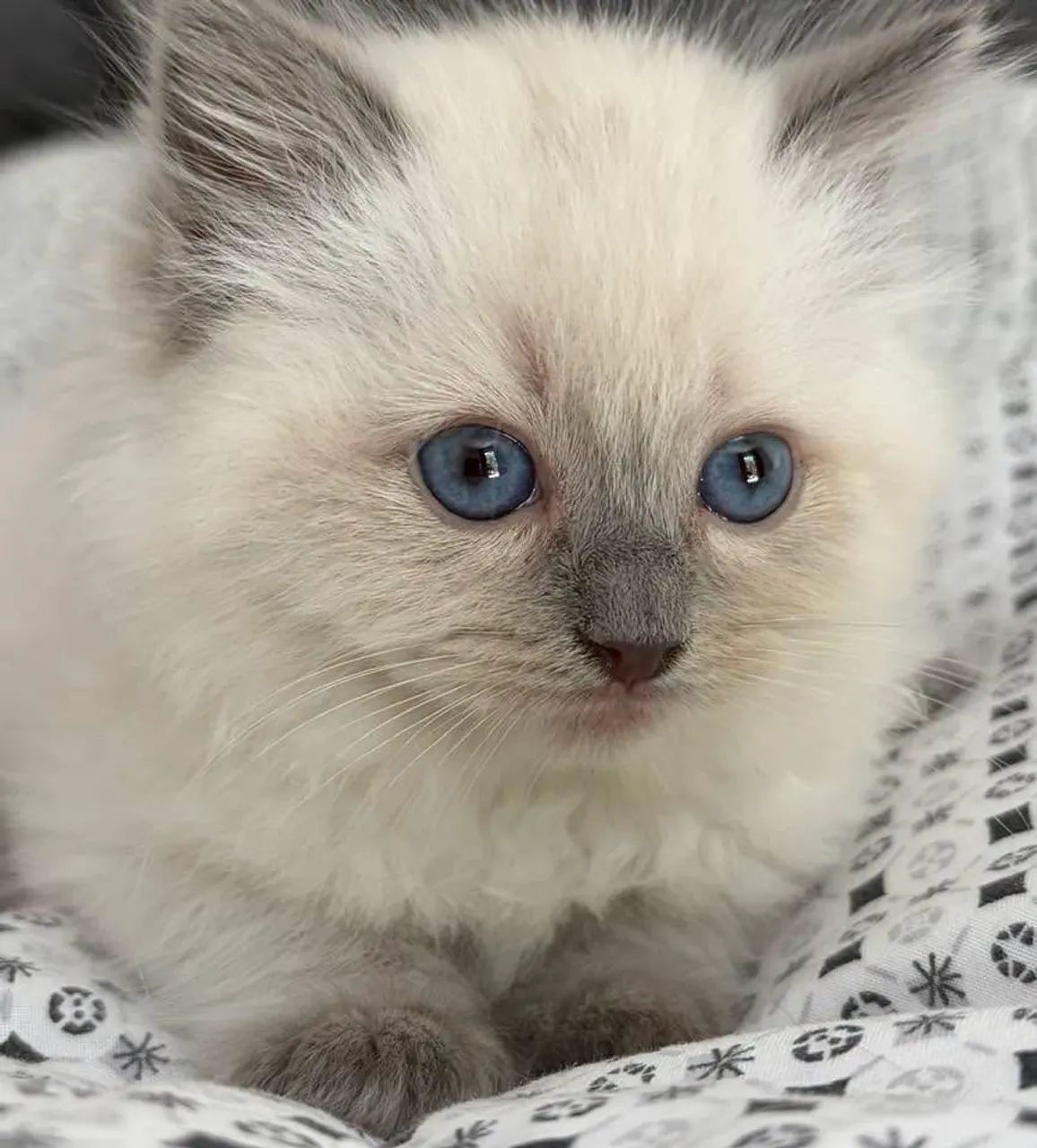 Neném Ragdoll