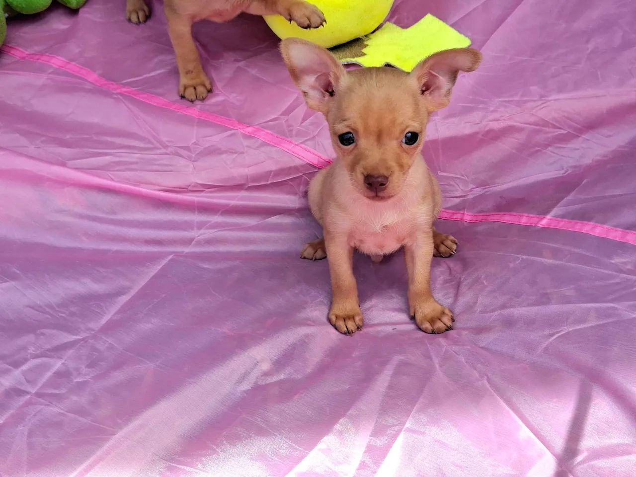 FILHOTES PINSCHER