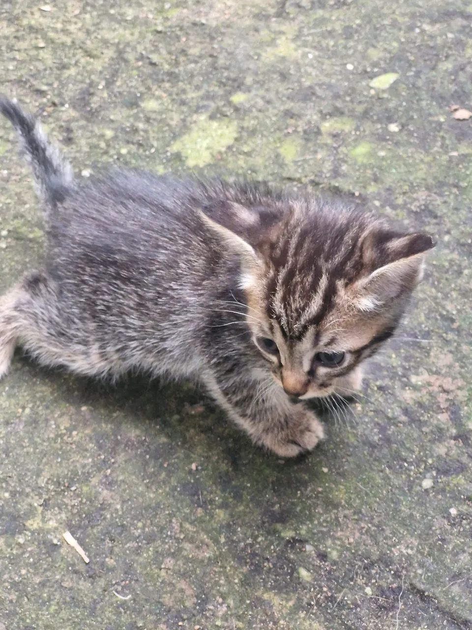 Gatinhas pra adoção 