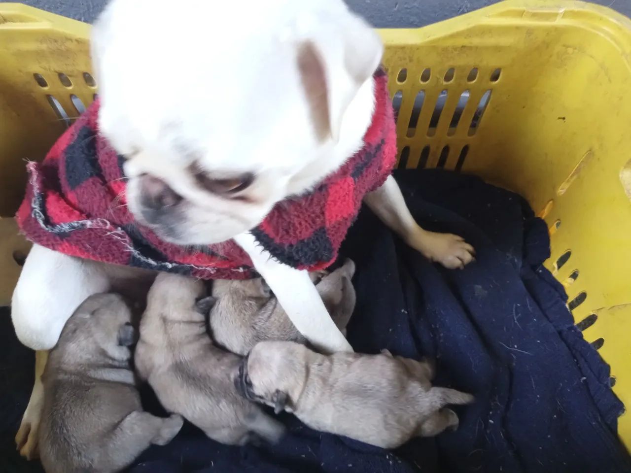 Cachorro pug - Foto 3