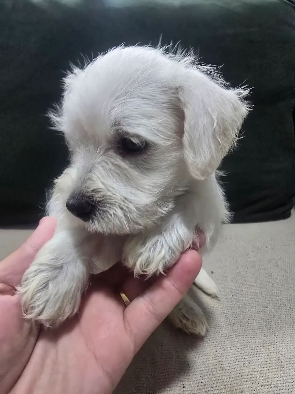 FILHOTE SCHNAUZER  - Foto 4