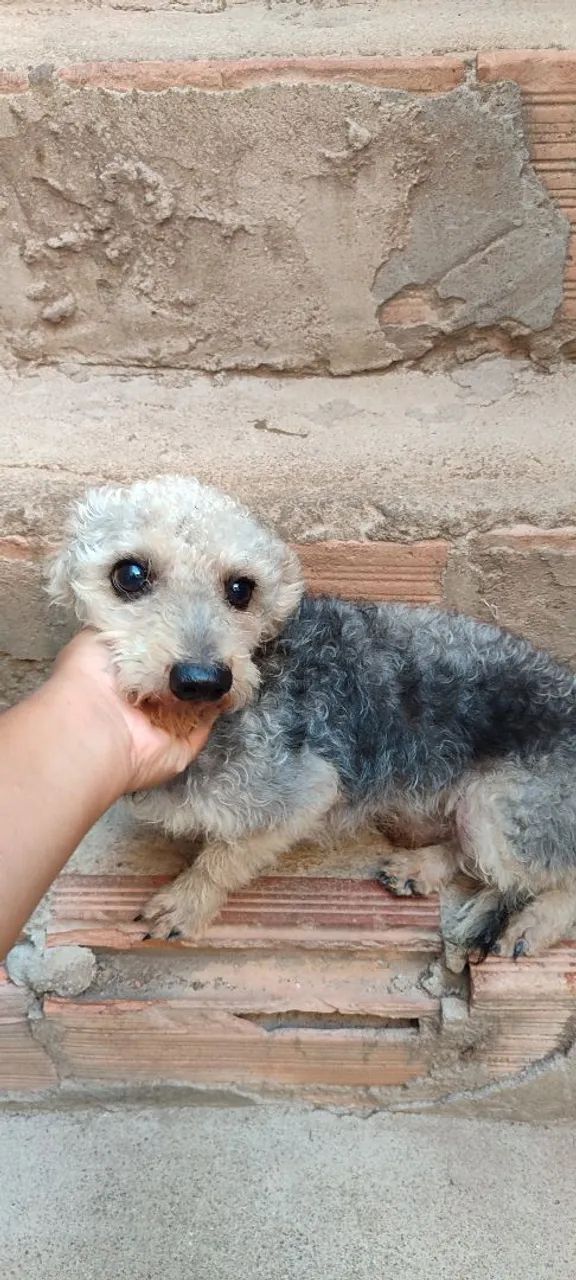 Doação de cachorro 