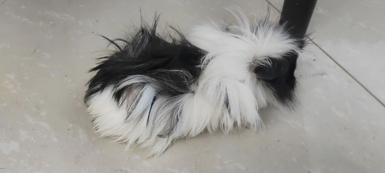 Porquinho peruanos  - Foto 2