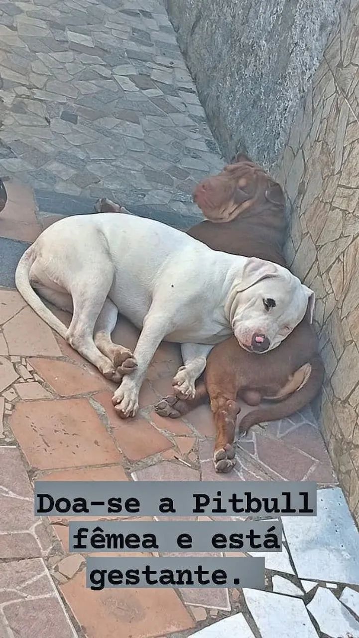 Pitbull pura