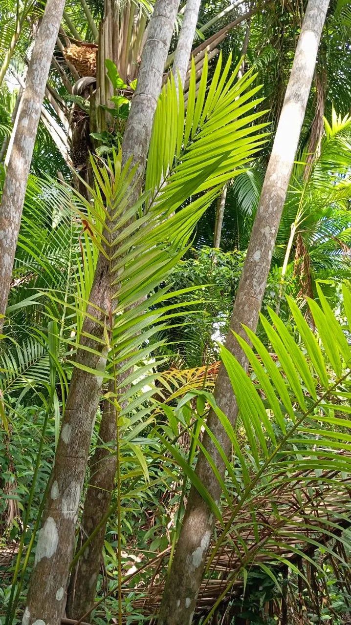 Terreno em Cotijuba  - Foto 4