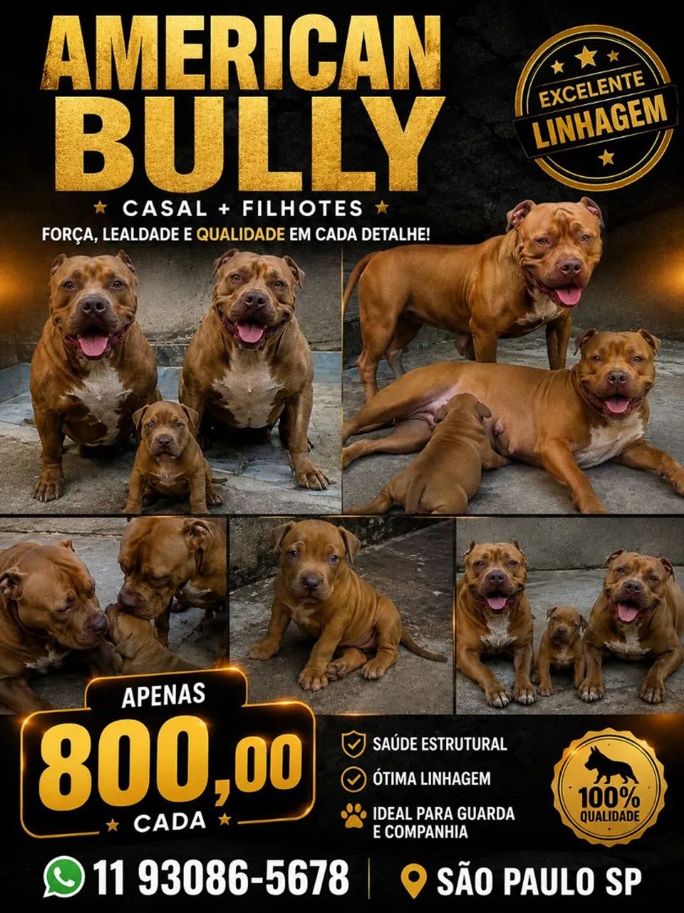 American Bully macho